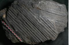 Foto (Detailansicht) von Syringodendron cyclostigma Brongniart (NHMW-GEO-2024-0188-11245)